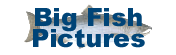 Big Fish Pictures